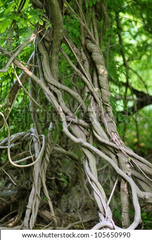 Tropical Tree Roots