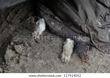 BROOKLYN, NY - NOVEMBER 01: Dead dog at Seagate neighborhood covered with jacket, died due to impact from Hurricane Sandy in Brooklyn, New York, U.S., on Thursday, November 01, 2012.