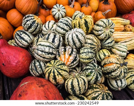 Colorful pumpkins collection on the farmers Market on Union Square New York