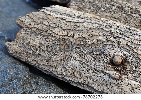 highly detailed texture of aged wood recovered from ocean salt water