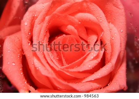 Rose Rose I love U