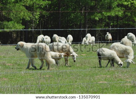 Dog Watching his Flock of Sheep