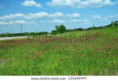 Green Field with Red Clover