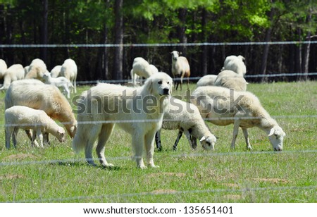 Great Pyrenees Guards her Flock