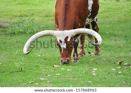Front view of Texas Longhorn\'s horns
