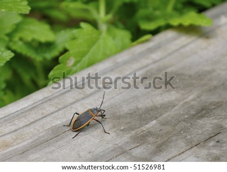 Box Elder Bug on deck rail