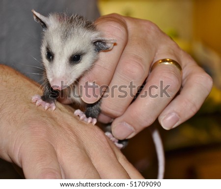 Baby Opossum being held