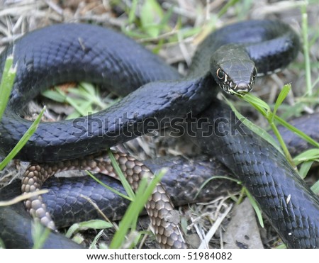 Chicken Snake Stock Photo 51984082 : Shutterstock