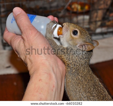 Feeding Baby Squirrel Stock Photo 66010282 : Shutterstock