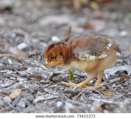Brown Baby Chick Looking for Bugs