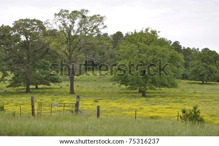 Field of Trees with fence and gate