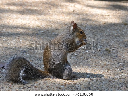 Gray Squirrel on Driveway
