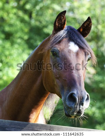 Polish Arabian bay male horse looking over fence portrait