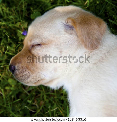 Yellow female lab puppy sleeps in the grass