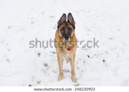 One German Shepherd Dog with red heart tag looks at camera outside on a snowy, winter day