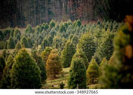 Christmas tree farm with many pine trees of different shapes, species, and sizes.