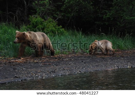 an alaskan grizzly mother and cub walking the shoreline