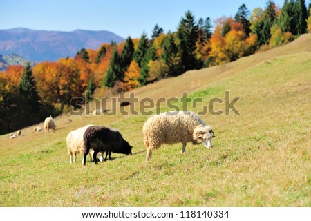 Sheep on a autumn field