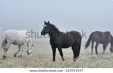 Horse runs gallop on the fog field