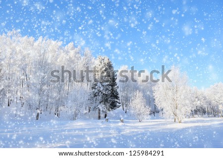 Winter park in snow in sunny day