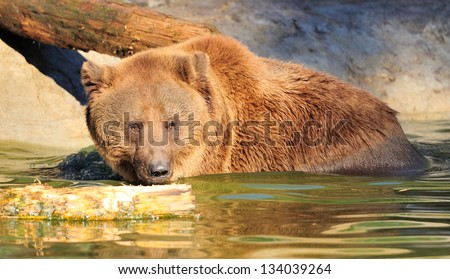 Big brown bear in a water