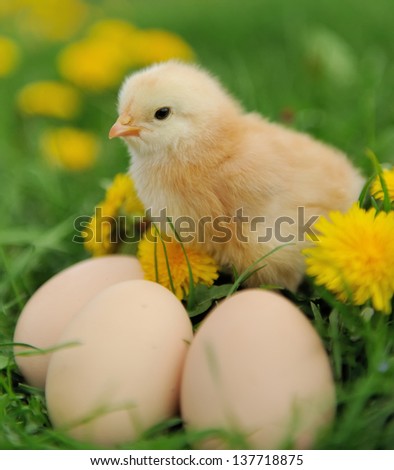 Little chicken and egg on the grass