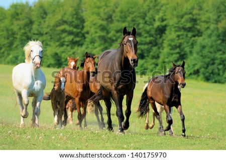 Horses run on field in summer