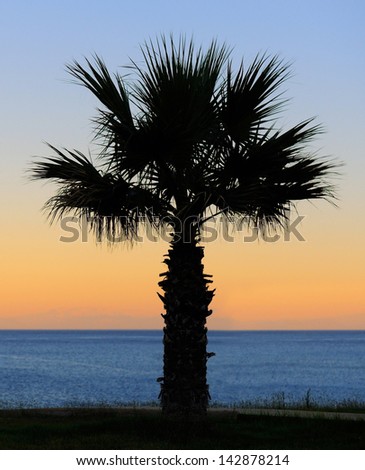 Palm trees sunset golden blue sky backlight
