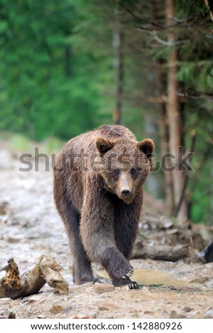 Brown bear in forest after rain