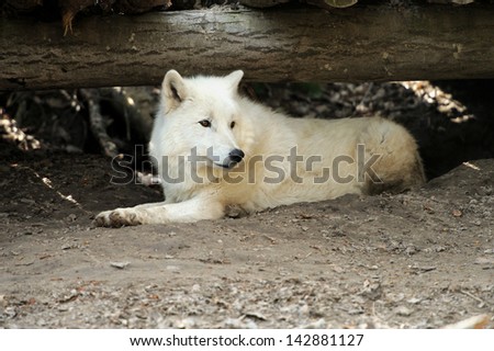 Wild white wolf in the woods
