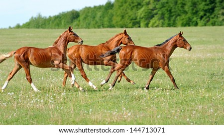 Horse running in the field in summer day