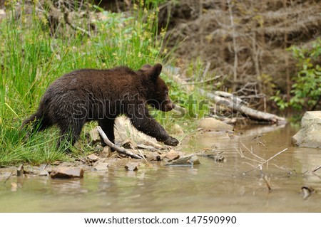 Brown bear cub in a forest