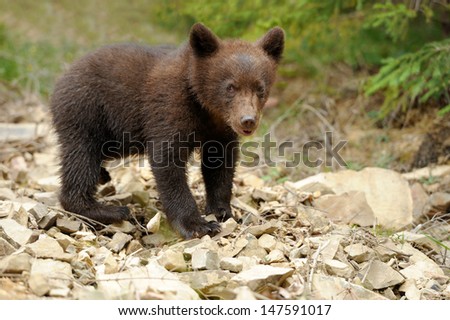 Brown bear cub in a forest