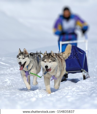 A Team Of Siberian Sled Dogs Pulling A Sled Through The Winter Forest