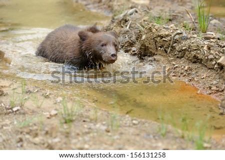 Brown bear cub in a water