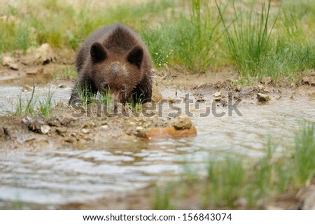 Brown bear cub in a water