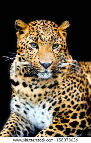 Angry Wild Leopard On Black Background