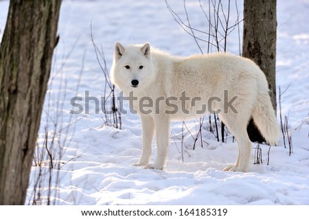Beautiful wild white wolf in winter
