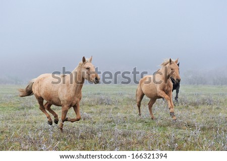 Horse running on fog field