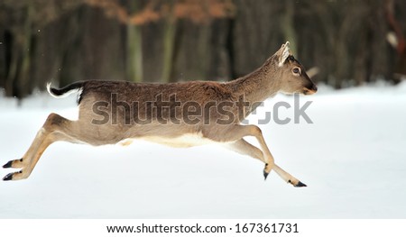 Fallow deer running in winter forest