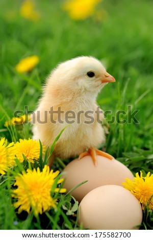 Little Chicken And Egg On The Grass