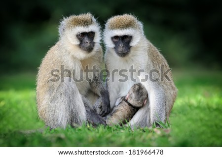 Three Cape Vervet Monkeys in the park