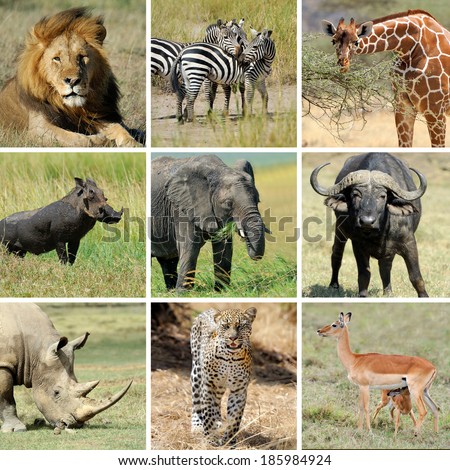 Nine african animal collage. Lion, zebra, elephant, giraffe, buffalo, warthog, rhino, leopard, impala
