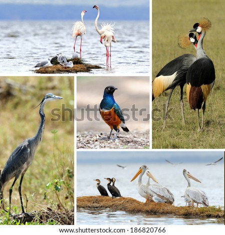 Five african birds. Grey Crowned Crane, pelican, superb starling, flamingo, heron