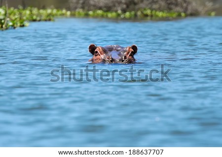 Group of hippopotamus (Hippopotamus amphibius) in water, southern Africa