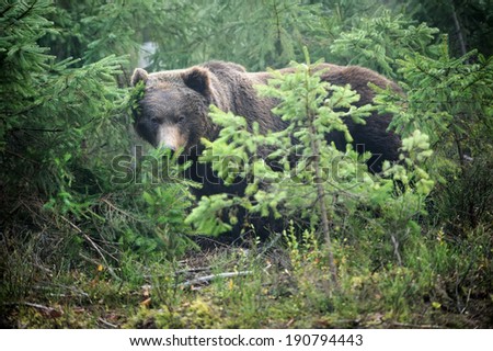 Young brown bear in the wild forest