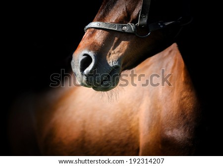 Close-up beautiful horse head isolated on black background