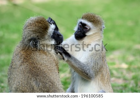 Three Cape Vervet Monkeys in the National park. Kenya, Africa