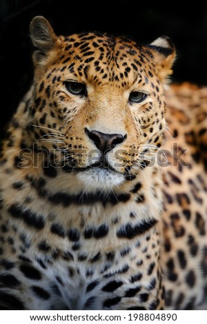 Angry wild leopard on black background