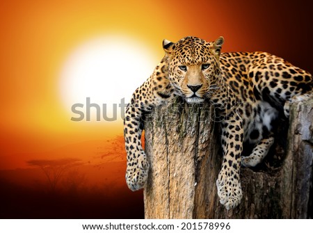 Leopard sitting on a tree